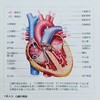 
❮心臓の収縮/心拍出量と血圧❯
