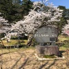 今が盛りと咲く桜