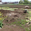 菊芋の植え付け
