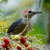 ベリーズ　ベリーズシティ郊外で見かけた野鳥たち