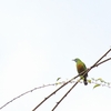 アカハラコノハドリ Orange-bellied Leafbird