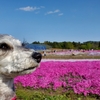 ❝富田さとにわ耕園❞　愛犬とおでかけ-千葉県観光🎵 　　　2021年4月10日(中編)