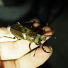 風が強い日にクワガタ、カブトムシは取れるの？