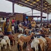 （インド旅行´25）今回の旅の中でも最も印象に残る場所になったデリーの食肉市場
