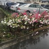 躑躅