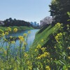 千鳥ケ淵の桜