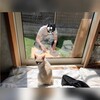 子猫さんのイタズラに終止符