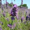 inside of lavender field