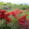 ２０２６年　春の風景 ⑨