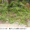 ブルーベリーの植え替え