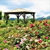広島県世羅郡世羅町の「そらの花畑 世羅高原 花の森」に咲いていた花たち ①
