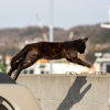 家島諸島のねこさん