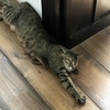 試供品サイズのキャットフードを購入したくて動物病院に相談した結果