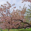 八重桜、普賢象　2022.04.16