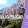 京都の隠れた桜の楽園「原谷苑」は遅咲きの八重紅枝垂桜が降り注ぐよう