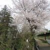 境浄水場を一周・・桜が綺麗・・（東京都武蔵野市）