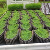 田植え前の苗運び＆アトラスのオイル交換