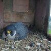 癒しのライブカメラまとめ1　- YouTube 動物・鳥-　Live Animal & Birds Cam