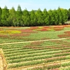 世羅高原農場のチューリップ ⑥ （広島県世羅郡世羅町）