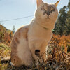 うちの猫がゴルゴすぎる