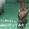 #34【越谷】マイクロブタと触れ合えるmipig cafeに行ってみた！