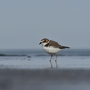 近江の海夕波千鳥汝が鳴けば･･･巻第3-266