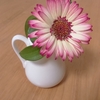 ガーベラの花
