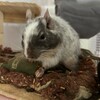 しろごまあん882日目