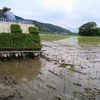 【田植えの風景】