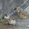 住宅地上空も冬小鳥が渡る