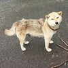 首輪のついたノラ犬