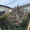 木蓮