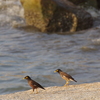 シラチャ　スカパープ公園の海岸で見かけた鳥　【微笑みの国の記憶：タイ駐在備忘録】