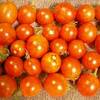 水耕栽培ミニトマト　今晩は３０個収穫できました