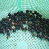 黒大豆の種まき