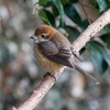 公園の野鳥達（１２月２０日）その２