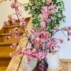 2.7　２月に桜？