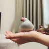 最近のベスト文鳥ショット📸