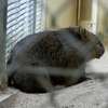 日本一小さい動物園の五月山動物園へ