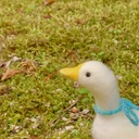 KOYANIMALSのブログ