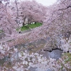 五条川の桜