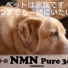 【ペットのNMN Pure3000】新発売　老化の兆しが現れたペットの健康維持によるエイジングケアをサポートして、機敏な動きを助け、皮膚の張りと艶を保ちます。 CAMPFIREで先行予約販売開始。