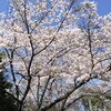 ひっそりしている桜公園