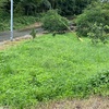 みかん山の草刈り