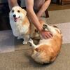 犬達、大歓迎♪