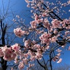 飛鳥山公園の桜  北区王子