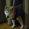 THE☆SHIBA☆RIDER