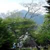 マウントジーンズ那須のゴヨウツツジと笹の花　２０１９/６/１