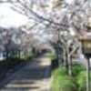 三日見ぬ間の桜