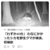 【まさにクマイシス？！……1/15ー17　罠にかかったシカを野生クマが捕食、初撮影 】#697